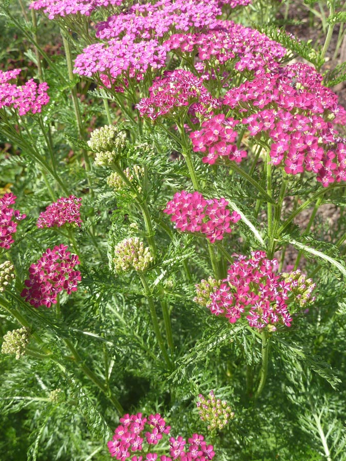 Bloeiende plantenzorgen voor kleur in de zomer.